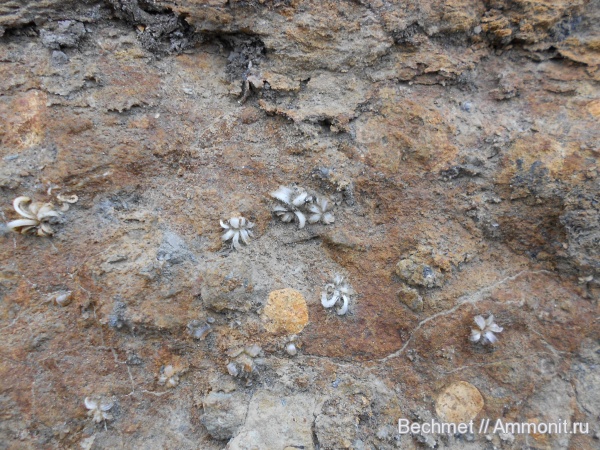 мел, мезозойская эра, места находок, Cretaceous