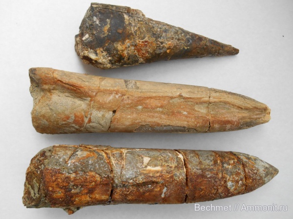 белемниты, юра, мел, мезозойская эра, места находок, Cretaceous, Jurassic, belemnites