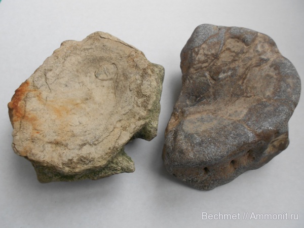 юра, ихтиозавры, мезозойская эра, места находок, Jurassic