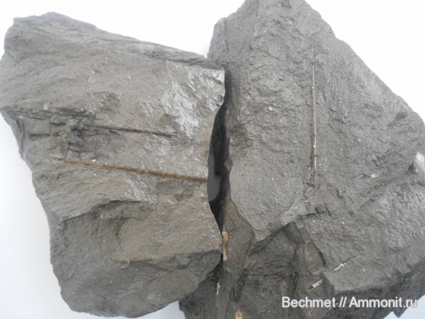 морские ежи, юра, мезозойская эра, места находок, Jurassic