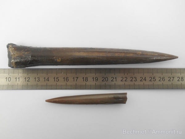 белемниты, юра, мезозойская эра, места находок, Jurassic, belemnites