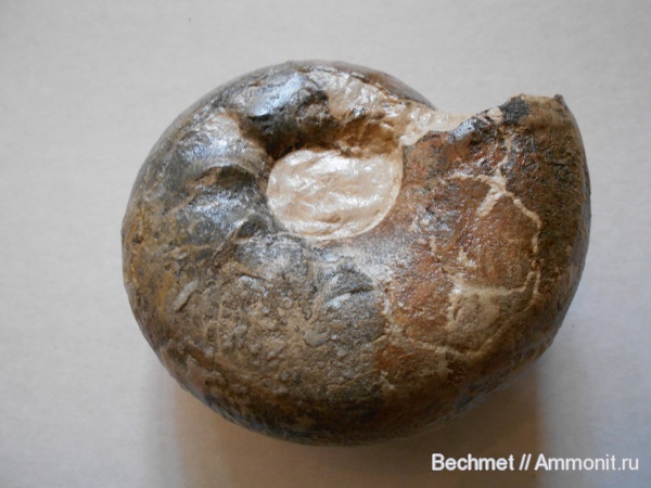 аммониты, юрский период, волжский ярус, мезозойская эра, Ammonites, Volgian, Jurassic