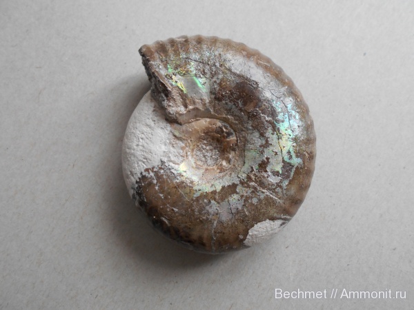 юрский период, волжский ярус, мезозойская эра, Кашпир, Volgian, Jurassic