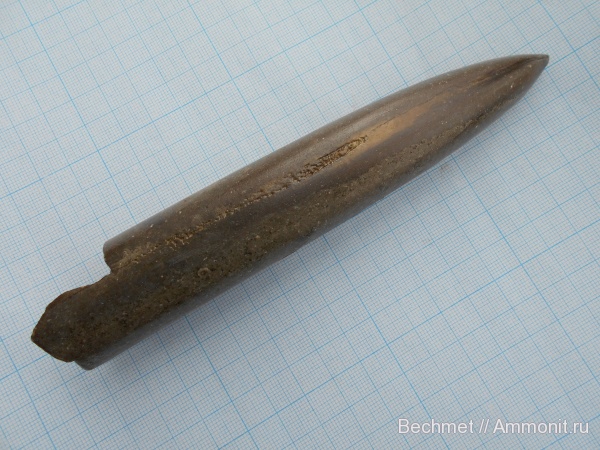 белемниты, юра, мезозойская эра, волжский  ярус