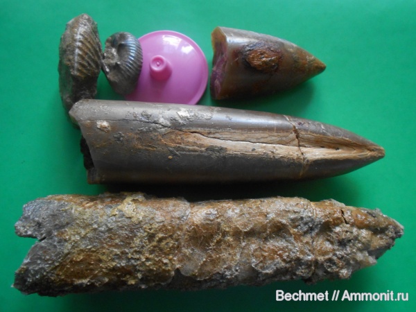 аммониты, белемниты, юра, мезозойская эра, Кашпир