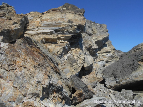 аммониты, юрский период, волжский ярус