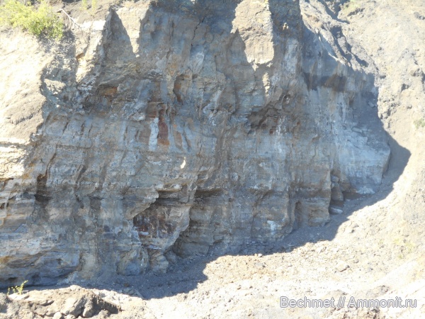 аммониты, юрский период, волжский ярус