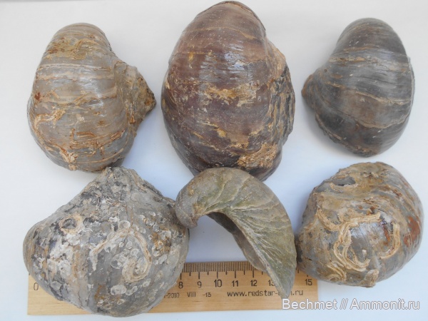 моллюски, юрский период, волжский ярус, двустворчатые моллюски, кольчатые черви, беспозвоночные