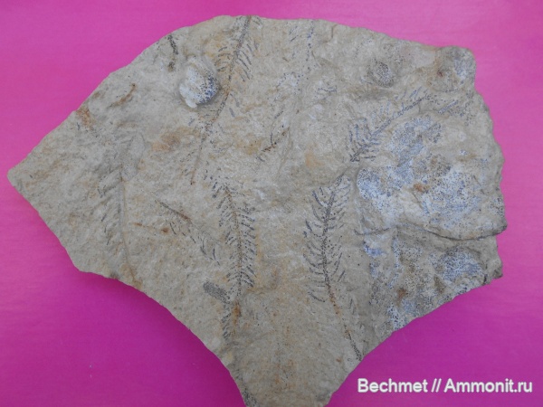 пермь, палеозой, водоросли, макрофитные водоросли, Algites samarensis