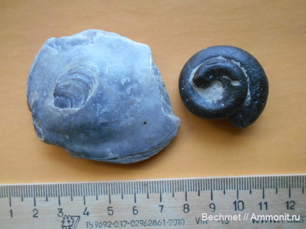 моллюски, юрский период, волжский ярус, беспозвоночные