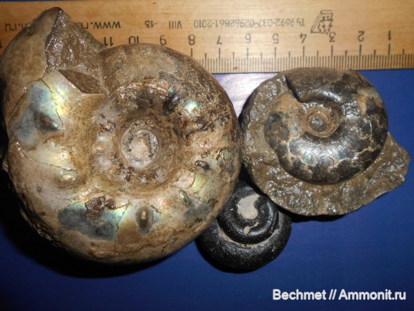 аммониты, юрский период, волжский ярус