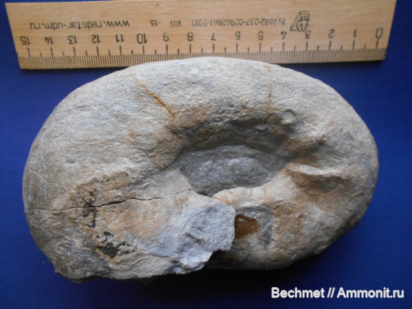 аммониты, юрский период, волжский ярус