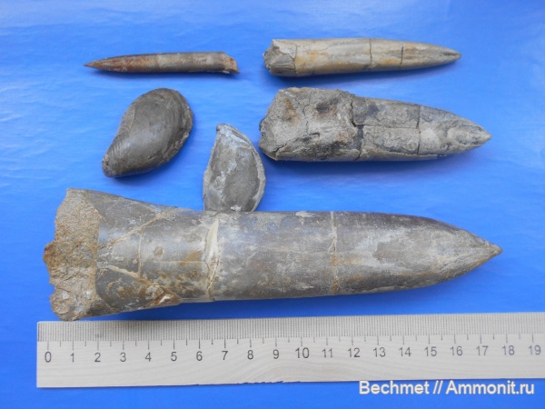 белемниты, двустворчатые моллюски, мезозойская эра