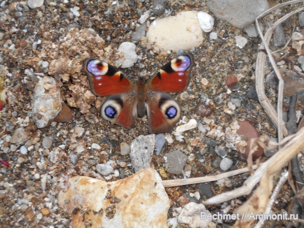 Заводское обнажение