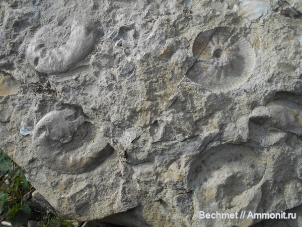 аммониты, юрский период, волжский ярус