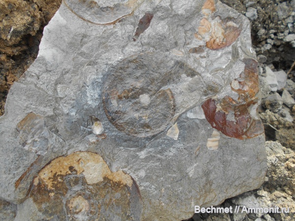 аммониты, юрский период, волжский ярус, мезозойская эра