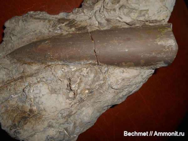 белемниты, мезозойская эра