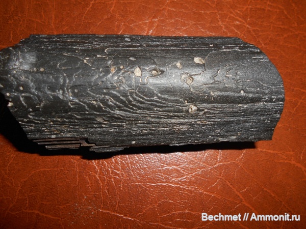 юрский период, волжский ярус, окаменевшее дерево