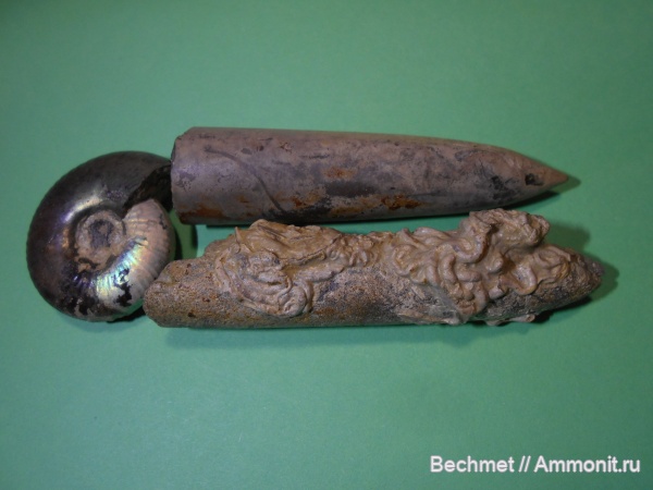 аммониты, юрский период, волжский ярус