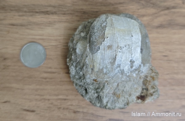 пермский период, Gigantoproductus, Products, Шах-Тау