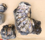 Гетероморфный аммонит Audouliceras?