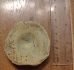 Позвонок ихтиозавра Позвонок ихтиозавра