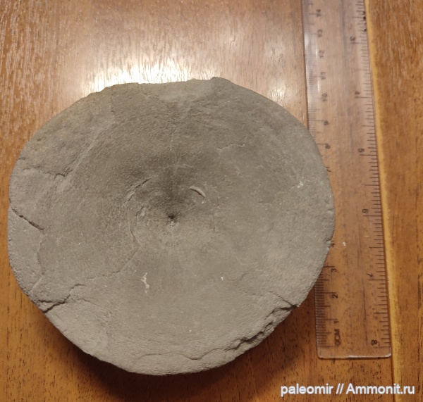 юра, ихтиозавры