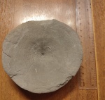 Крупный позвонок ихтиозавра Крупный позвонок ихтиозавра