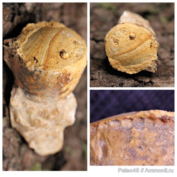 Находки в Липецкой области