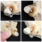 Гастропода на определение