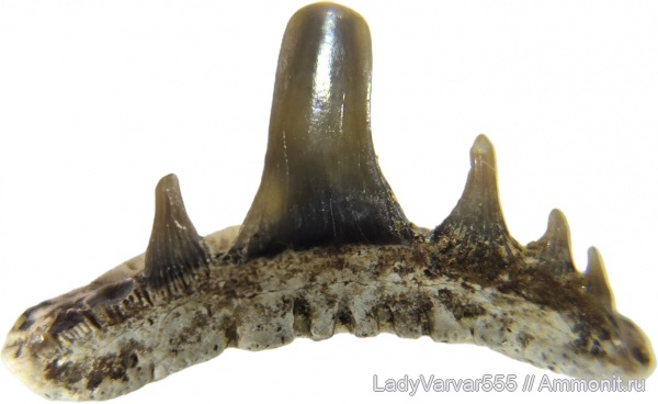 мел, акулы, сеноман, зубы акул, Paraorthacodus