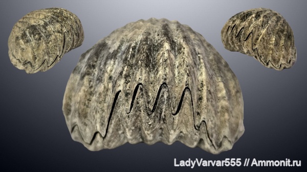 брахиоподы, Mosquella oxyoptycha, Mosquella, Rhynchonellida