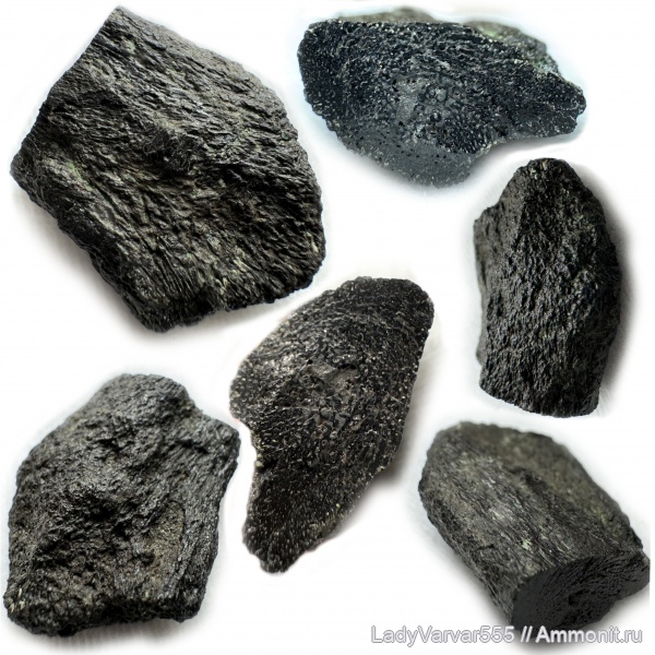 юра, морские рептилии, Капотня, кости