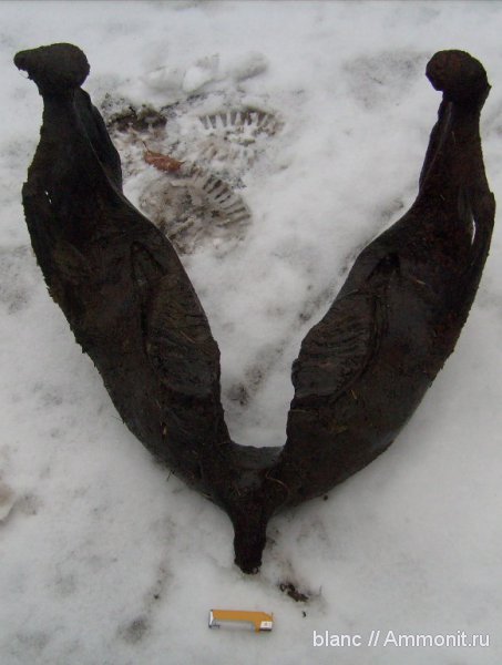 челюсть мамонта