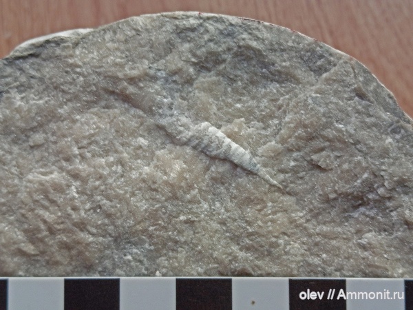 Cornulitida, Tentaculita