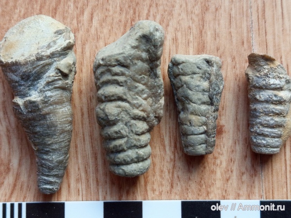 Cornulitida, Tentaculita