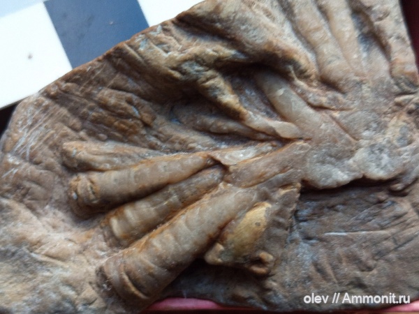 Cornulitida, Tentaculita