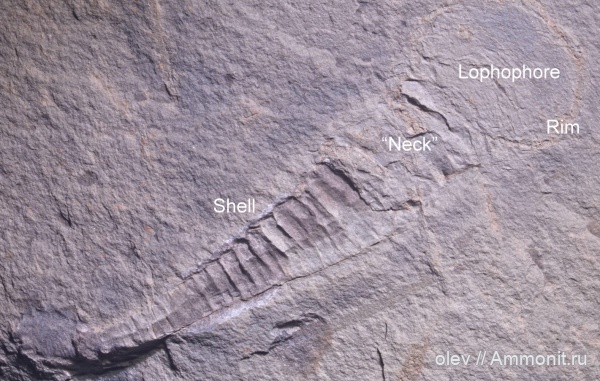 Cornulitida, Tentaculita