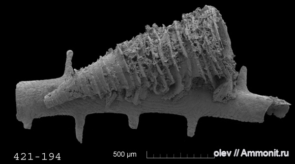 Cornulitida, Tentaculita