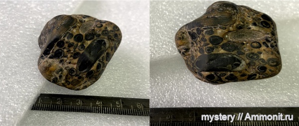 окаменелости, р. Лена, Иркутская область