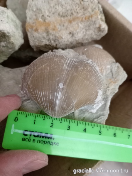 Карьер "Пески" 08.11.2025