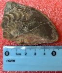 Timanites keyserlingi