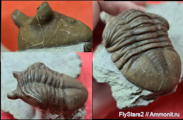 трилобиты, Asaphus, Asaphus punctatus