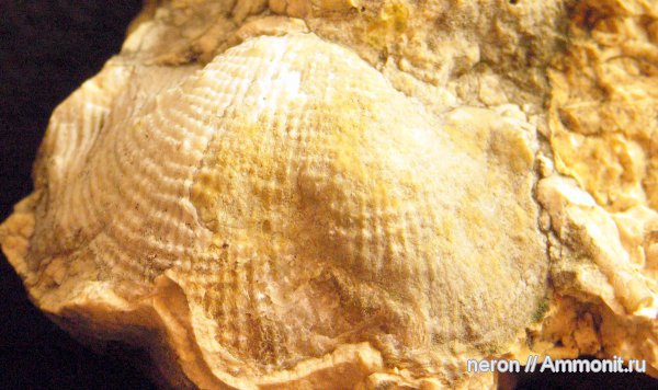 брахиоподы, пермский период, Башкирия, Permian