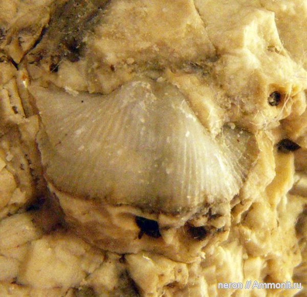 брахиоподы, пермский период, Башкирия, Шиханы, Productida, Chonetinella uralica, Chonetinella, Permian