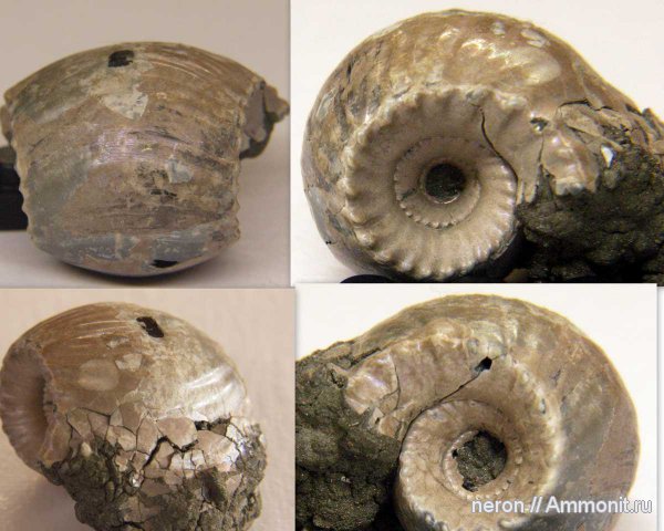 юра, Михайлов, Erymnoceras, келловей, Pachyceratidae, Callovian, Jurassic, Middle Jurassic