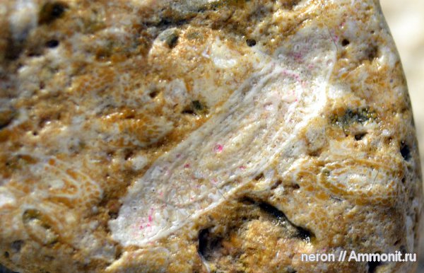 Башкирия, Fusulinoidea