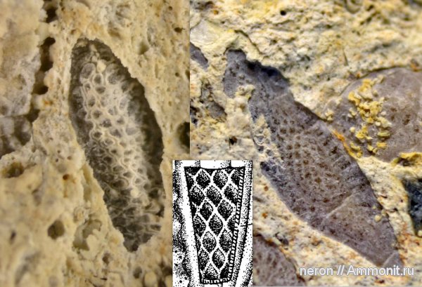 фораминиферы, Башкирия