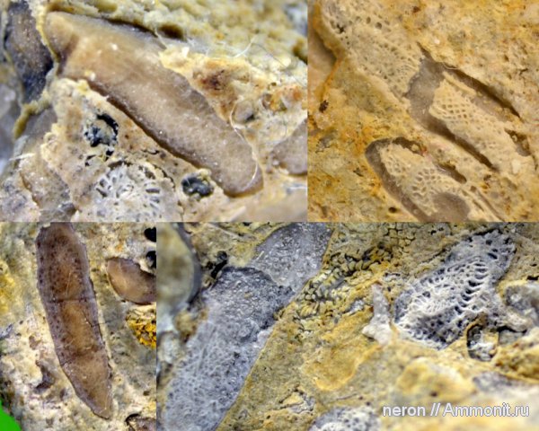 фораминиферы, Башкирия