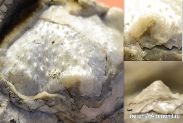 брахиоподы, пермь, паразитизм, Шиханы, Permian